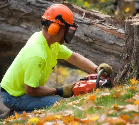 tree services Cold Spring